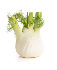 Fennel bulb isolated