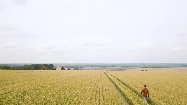 Farmer in  Wheat Field and Examining Crop. Aerial View. Harvest time