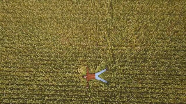 A man lying on the ground in a wheat field. Top view. Aerial drone view.