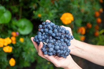 Close-up of female hands of a vintner or viticulturist holding a bunch of grape harvest.