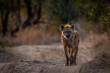  Spotted Hyena walking towards the camera. © simoneemanphoto