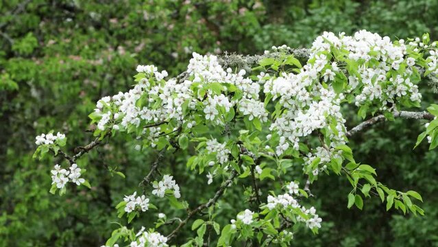 Common pear, Pyrus communis blossoms on a cloudy spring day in Northern Europe.	