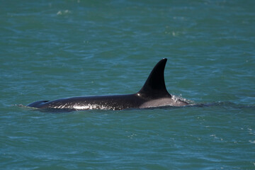 Killer whale hunting sea lions,Peninsula Valdes, Patagonia Argentina