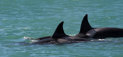 Killer whale hunting sea lions,Peninsula Valdes, Patagonia Argentina