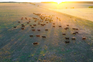 Cattle raising in pampas countryside, La Pampa province, Argentina.