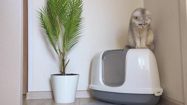 A white British cat sits on a large triangular plastic cat litter box, watching something below