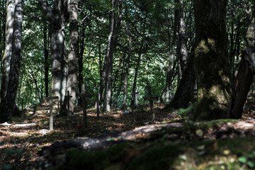 Fototapeta na wymiar las słońca zieleń cisza relaks