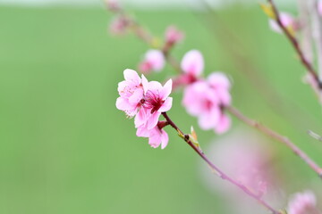 Fiori di ciliegio quasi alla fine della fioritura