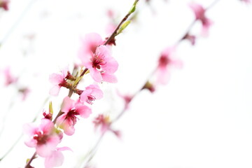 Rami di fiori di ciliegio, sakura in primavera, luce esterna