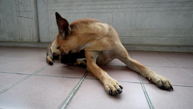 A dog lick its leg at cement floor
