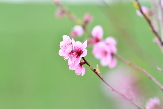 Fiori di ciliegio quasi alla fine della fioritura