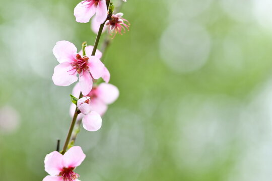 Fiori di ciliegio, sakura in primavera