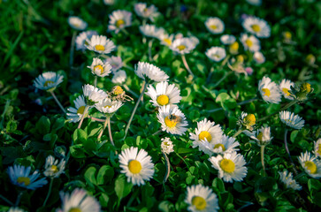 un champ de pâquerettes 