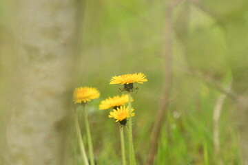 Fleur jaune dent de lion