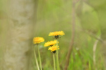 Fleur jaune dent de lion