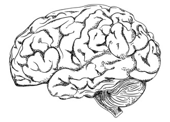 CEREBRO / ILUSTRACIÓN
ÓRGANO CEREBRO HUMANO