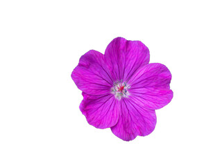 cutting out images from a bloody cranesbill