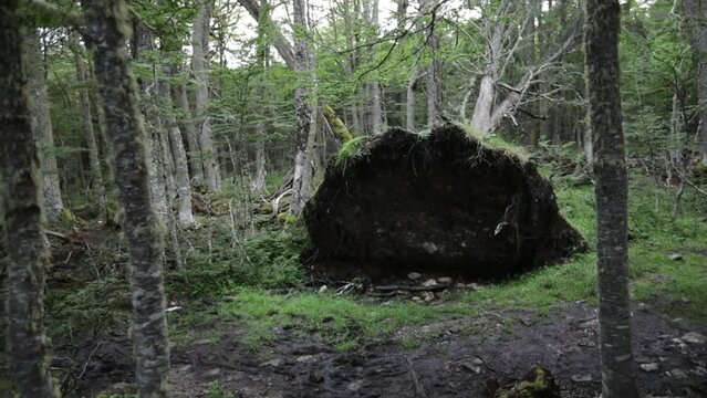 Force of Nature. Uprooted fallen tree after a windstorm in the forest.