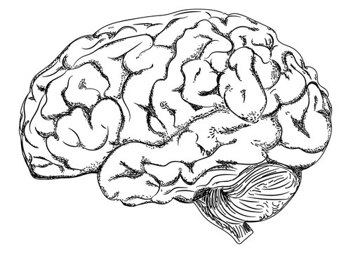 CEREBRO / ILUSTRACI&Oacute;N
&Oacute;RGANO CEREBRO HUMANO