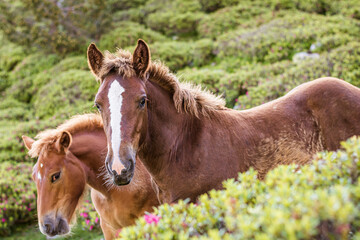 Fototapeta premium Two horses in the meadow