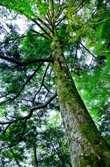 丹沢の石棚山稜　モミの木
