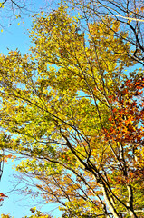 Fototapeta premium 丹沢の石棚山稜 秋色の西丹沢の森 