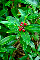 丹沢の石棚山稜　ミヤマシキミの赤い実
ミヤマシキミはミカン科ミヤマシキミ属の常緑低木。ミヤマシキミは標高の低い山林などで見られ、春に白い花を咲かせ、秋に赤い実をつける。有毒なので、鹿などの食害にあわない。
