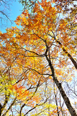 丹沢の石棚山　ハウチワエデの紅葉
