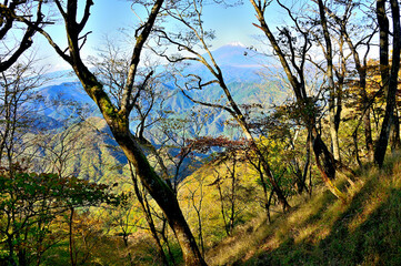 Obraz premium 丹沢の石棚山稜 ヤブ沢ノ頭より富士山を望む 