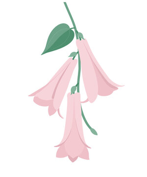 Lapageria. Three flowers of tropical pink lapageria with green stem and leaves. Vector illustration isolated on white background. For decoration of weddings and other festive events.