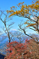 丹沢山地の石棚山稜　紅葉の檜洞丸より富士山を望む
