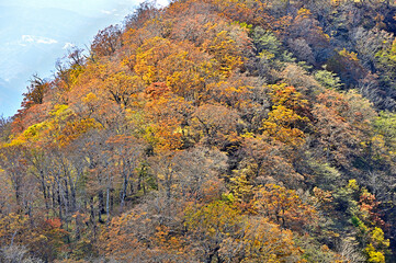 紅葉の丹沢山地　彩のテシロノ頭
