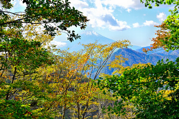 丹沢山地の檜洞丸　秋の森から眺める富士山
