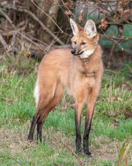 Maned Wolf Standing in a Field