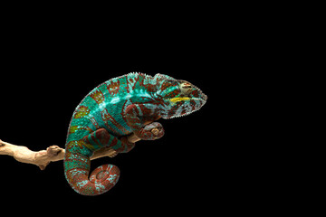 rainbow blue lizard Panther chameleon isolated on black background 