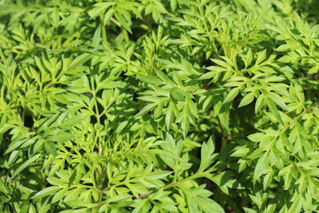 green leaf petals for salad food