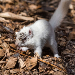 Albino Chipmunk in Search of Food