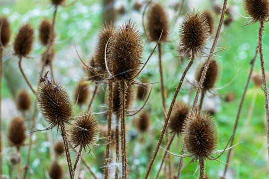 Wilde Karde auf einem Feld nach der Bl&uuml;te