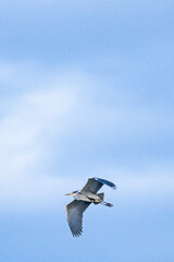 seagull in flight