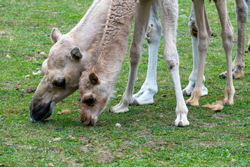 Kamel Mutter mit ihrem Fohlen - ein Durcheinander von Kopf und Beinen
