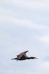 seagull in flight