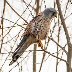 Close up Adult Male Kestrel Perched in a Tree