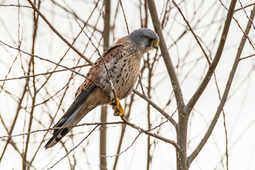 Close up Adult Male Kestrel Perched in a Tree