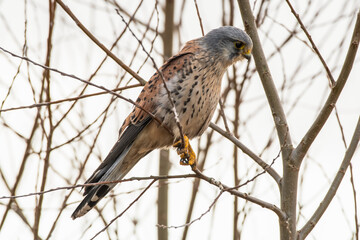 Close up Adult Male Kestrel Perched in a Tree