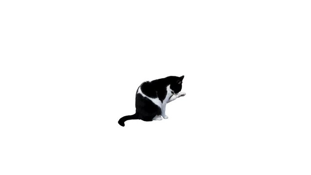 A cat cleaning itself, seamless loop with a cat isolated on the white background