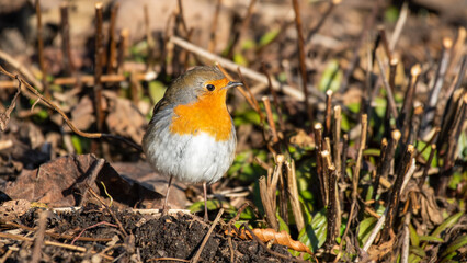 European Robin Walking on the Ground