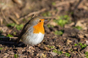 European Robin Walking on the Ground