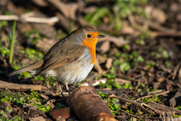 European Robin Walking on the Ground