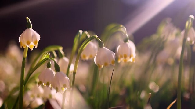 tender flowers of Spring Snowflake plant blooming in forest at sunny day