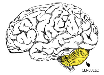 CEREBRO / CEREBELO